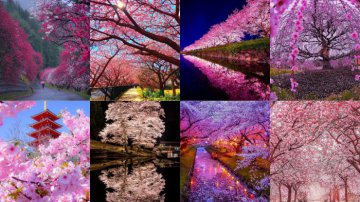 +22 Sakura Flowers In Japan