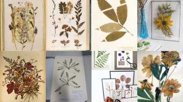 +26 Wonderful Herbarium