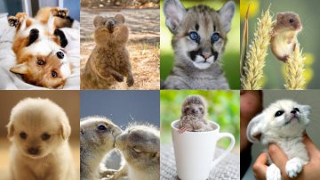 +25 Cute Baby Animals